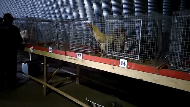 Юрловский голосистый певец, ноябрь 2017, ОРЁЛ, Покровский район смотреть онлайн