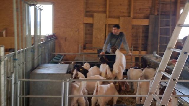Бурские козы в Германии. #бурскиекозы #boergoats #goats #козы смотреть онлайн