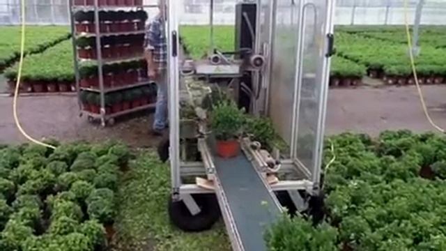 Ilex crenata Dark Green смотреть онлайн