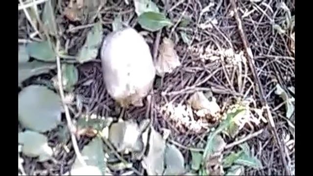 Что будет, если скинуть яйцо с 9 этажа? смотреть онлайн