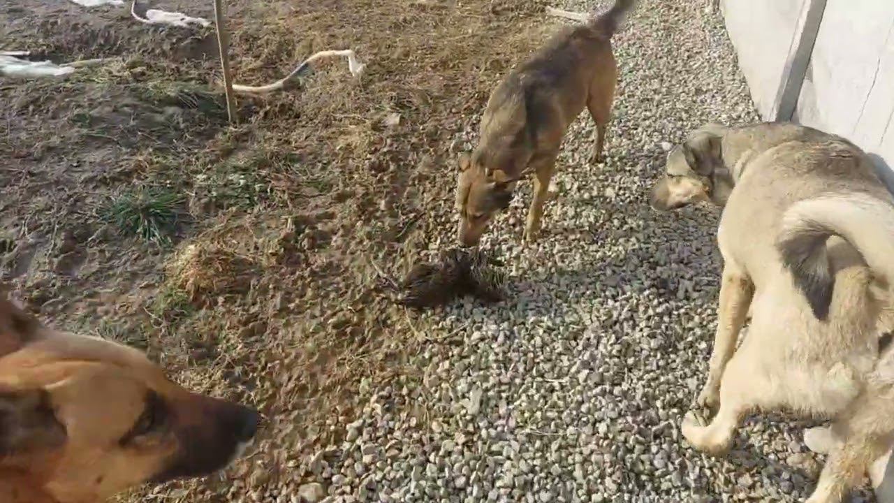 Собака поймала крысу! Охота. #dogsshelter  #animalshelter #Rescue