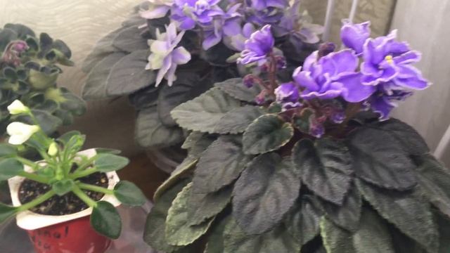 Ответы на вопросы. Влияние фитильного полива на размер розетки  мини- фиалки. Сорт Петит Барни
