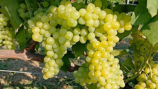Виноград "Золотце" смотреть онлайн
