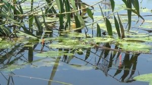 ОТ ТАКИХ ПОКЛЁВОК ДУХ ЗАХВАТЫВАЕТ! Рыбалка на Поплавок.