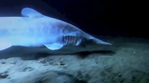Акула гоблин - Goblin Shark (Энциклопедия животных)