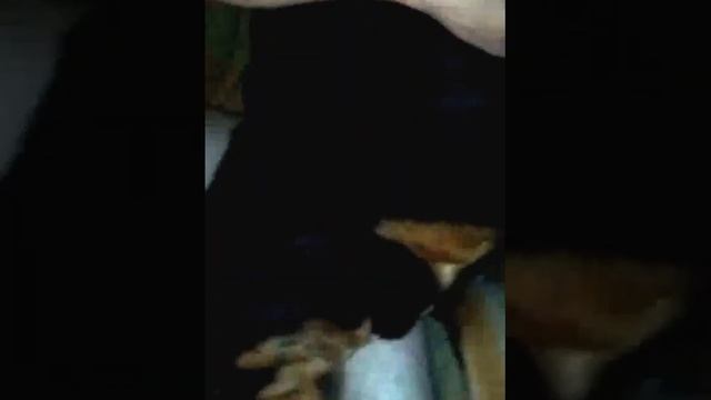 Собака модного (райда подпевает) смотреть онлайн