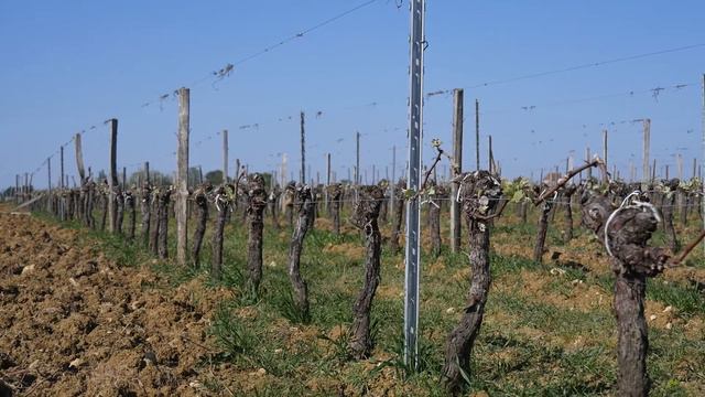 Урожай 2021. Начало Урожай 2021. Лето. Участок N° Урожай 2021. Начало . Участок N°239 смотреть онлайн