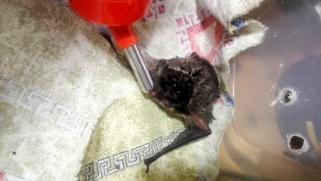 Vespertilio Murinus Male (Linnaeus,1758). Самец двухцветного кожана. Передержка - отпаивание. смотреть онлайн