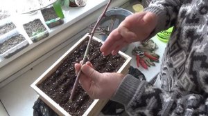 Выращивание ежевики День 3 Посадка черенков