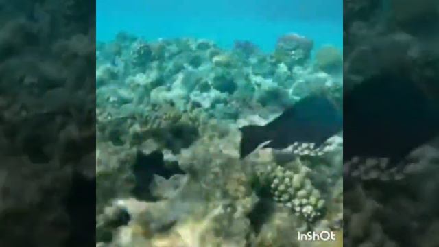 🙏Суры Аль Ихляс , Аль Фаляк, Ан Нас и Аятуль Курси по три раза🙏❤ смотреть онлайн