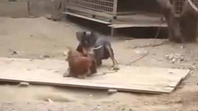 Очень храбрый петух смотреть онлайн