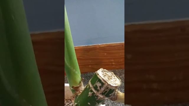DIEFFENBACHIA PLANT UPDATE смотреть онлайн