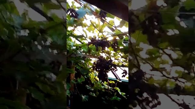 Виноград на крыше у Евгения Ямбарышева смотреть онлайн