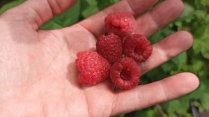 Мария - вкуснейший летний сорт малины! Омск, урожай 2021г.