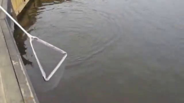 Раменский рыбхоз Гжелка смотреть онлайн