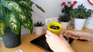 ГОМФРЕНА - ЛЕГКО! Сажаем семена гомфрены