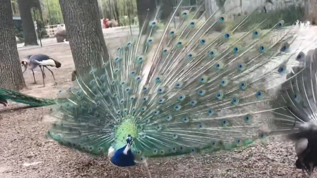 ЭКО парк Фельдмана место семейного отдыха. Зоопарк смотреть онлайн