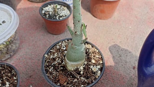 Adenium Obesum