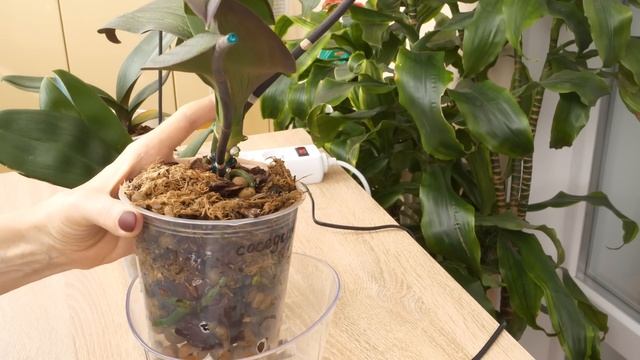 ЭТО поможет СОХРАНИТЬ корни орхидей после пересадки./СТВОЛ СКИДЫВАЕТ листья, корней ПОЛНО. смотреть онлайн