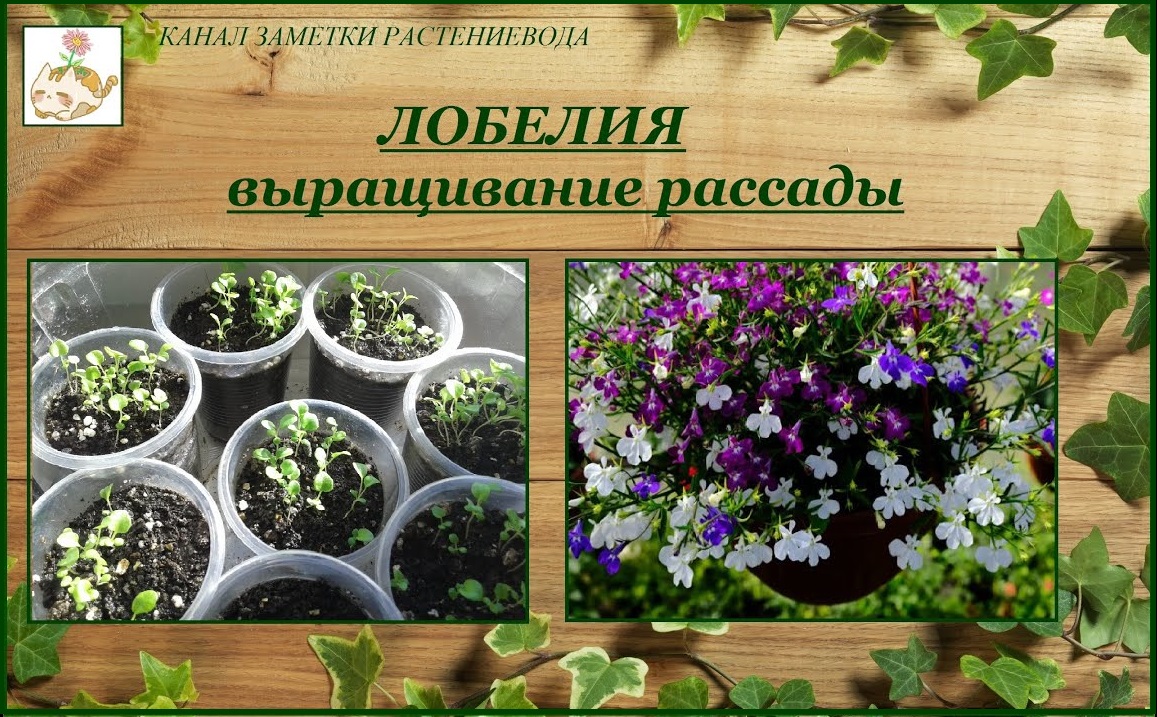 Лобелия выращивание из семян от посева до цветения смотреть онлайн
