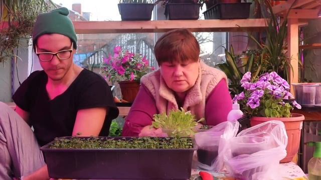 Семейные поссиделки . На новогодний стол своя зелень!!! КАК ???