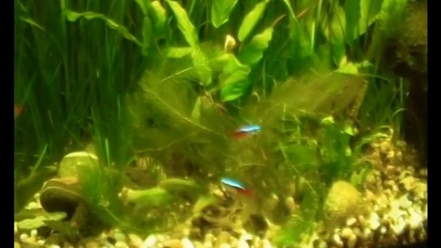 Рыбки неоны (Paracheirodon innesi) смотреть онлайн