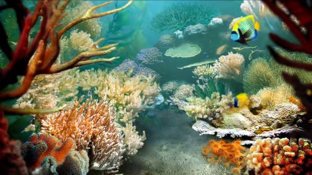 Tropical Fish Screensaver - 3Planesoft