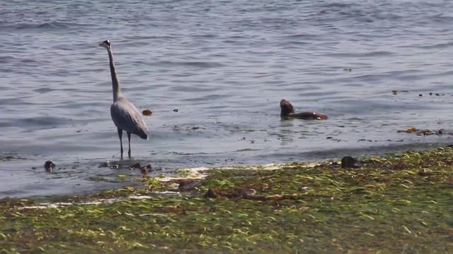 Great Blue Heron (Ardea herodias) and Otter (Enhydra lutris) tolerating each other смотреть онлайн