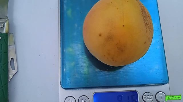 Абрикос Альфа, покупал как Харостар , а может быть Меджик кот, небольшой пере сорт, Астрахань 2022г смотреть онлайн