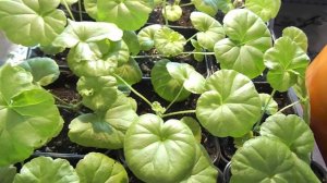 ПЕЛАРГОНИЯ.ПРИЧИНА ПО КОТОРОЙ СОХНУТ И ЖЕЛТЕЮТ ЛИСТЬЯ. УСТРАНЯЕМ ПРОБЛЕМУ .