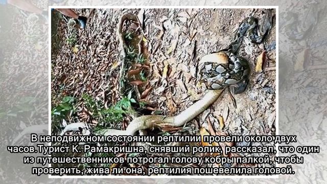 Схватка кобры и питона попала на видео