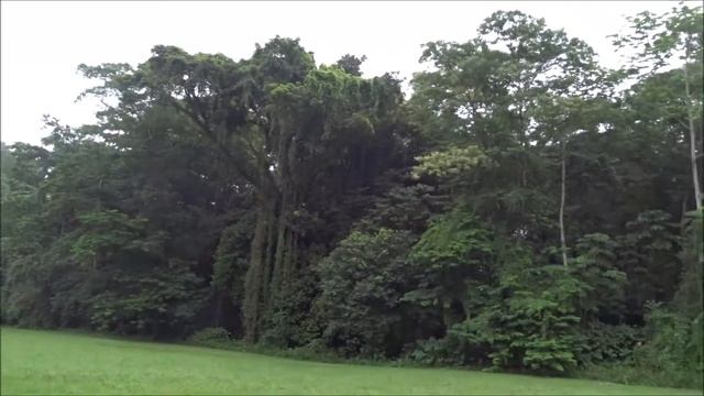 Quirigua Plaza Central Ciudad Maya Sitio Arqueologico Guatemala смотреть онлайн