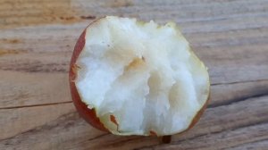 ГРУША КАРМЭН. Созрели груши в саду у Дяди Юры.