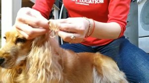 Как быстро избавить  шерсть животного от колтунов