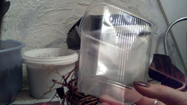 Пересадка Аглаонемы новым эксперементальным способом смотреть онлайн