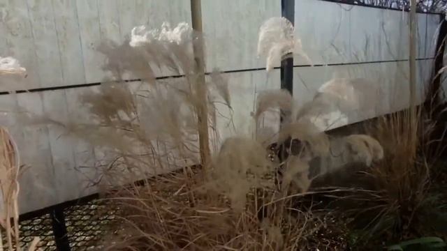 Мискантусы зимой смотреть онлайн
