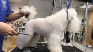 Той пудель груминг - стрижка собак ножницами и машинкой в азиатском стиле