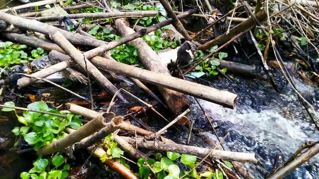 Gurgling River Water 으르렁 거리는 강물 - Very Useful For Insomnia,Study,Relax Make You Better