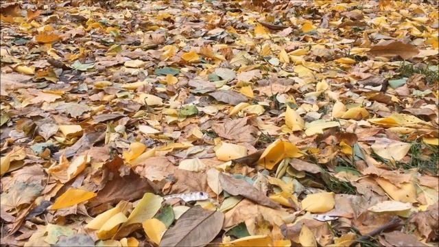 САД и ОГОРОД в ноябре ? Осенние работы в саду, огород, дачные советы на НОЯБРЬ / ГороскопПрогноз смотреть онлайн