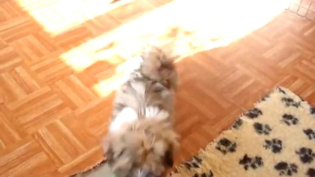 щенки тибетской породы лхаса апсо смотреть онлайн