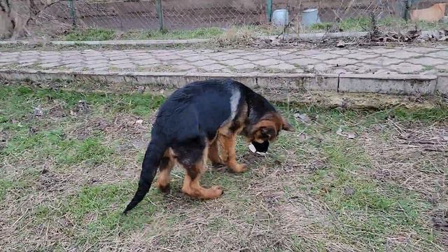 Fat funny German Shepherd puppies 4 months old. Kennel of German Shepherds v Foxberg. Odessa Ukrain смотреть онлайн
