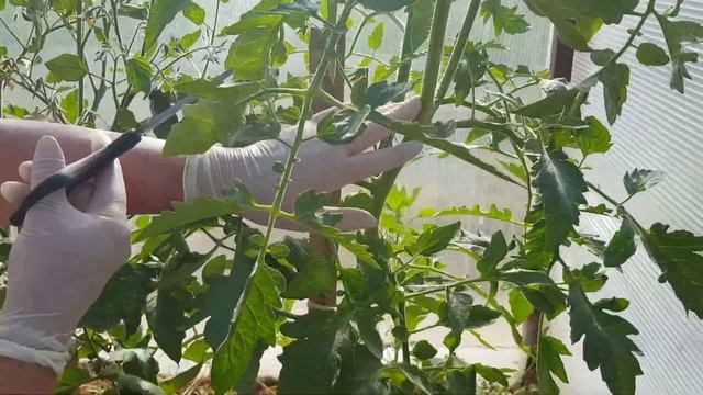 Как обрывать пасынки у помидор смотреть онлайн