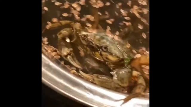 Как сварить краба. Видео от новичка. Hur man lagar stenkrabbor. Nybörjare смотреть онлайн