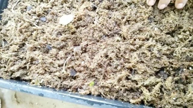 Alocasia ‘Stingray’ #อโลคาซีย #หางกระเบน🌱☘️#ไม้ใบสวย #ไม้ฟอกอากาศ смотреть онлайн