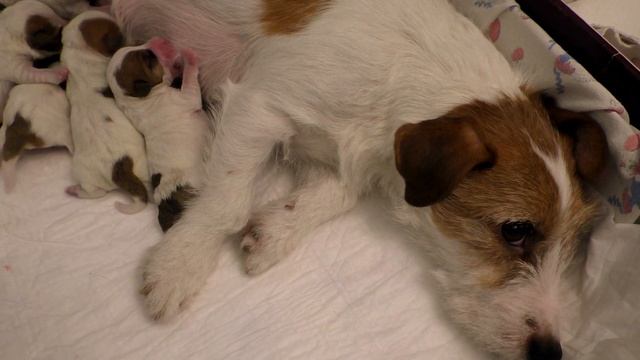 Newborn Puppies Jack Russell Terrier. The First Hour Of Puppies' Life