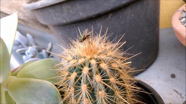 Conheça a Codonanthe, cravinas, daigremontiana. смотреть онлайн