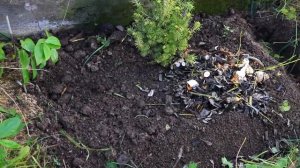 Как сделать грядки, клумбу, миксбордер на целине без перекопки/Virgin land