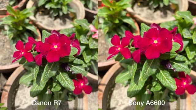 Canon EOS R7 vs Sony A6600 Camera Comparision смотреть онлайн