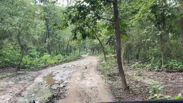 Jim Corbett National Park - Uncut Video | Tiger Attack | Jim Corbett National Park Safari смотреть онлайн
