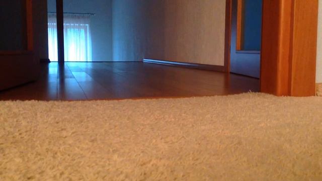 Рыжий котёнок приносит игрушечную мышку/Ginger kitten brings a toy mouse смотреть онлайн